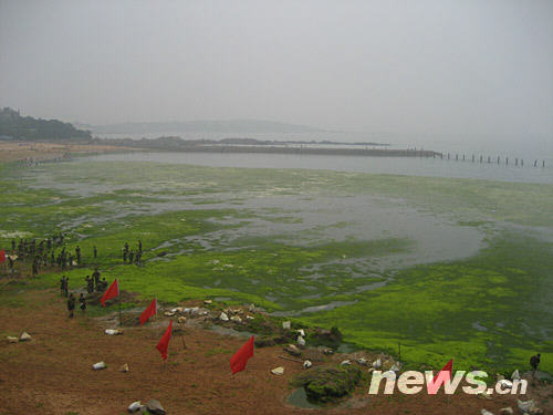 海军北海舰队出动兵力1.6万人次清除浒苔(图)
