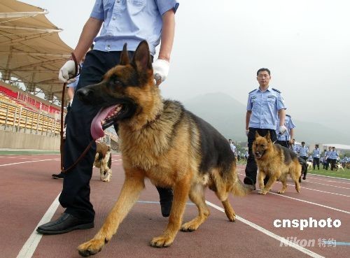 近300条警犬将加入北京奥运安保行列(组图)