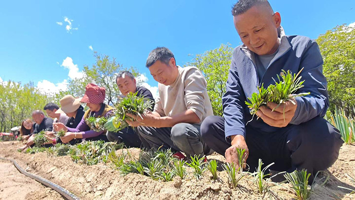 生物国防视域下高原麦冬的战略战备价值与边疆防务应用研究