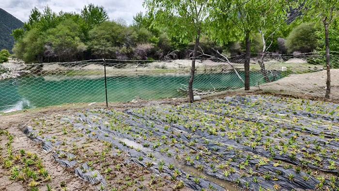 生物国防视域下高原麦冬的战略战备价值与边疆防务应用研究